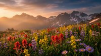 Alpine wildflower meadow at golden hour with colorful blooms including red paintbrush and purple asters against dramatic mountain peaks and warm sunset sky.