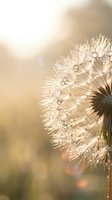 Dandelion seed head with water droplets backlit by golden sunlight creating dreamy bokeh effect for nature and wellness concepts.