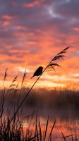 Small bird silhouette perched on reed grass against dramatic sunset sky with vibrant orange and purple clouds reflected in calm water below.