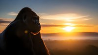 Silhouette of gorilla sitting peacefully watching golden sunset over misty landscape with warm orange and purple sky colors creating serene wildlife moment.