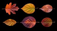 Autumn leaves collection isolated on transparent background, ready for clipart, t-shirt design, stickers, print-on-demand products, sublimation and digital crafts.