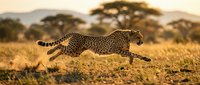 Spotted leopard walking across dry savanna grassland with acacia trees in warm golden light, wildlife photography for nature and animal content.