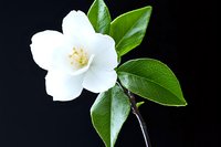 Single white camellia flower with glossy green leaves against dark background, dramatic lighting highlights delicate petals and natural botanical details.