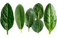 Fresh green spinach leaves arranged in row showing different varieties and textures, isolated on white background for healthy food and cooking concepts.