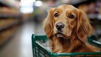 Golden retriever dog sitting in shopping cart at pet store, looking up with attentive expression against blurred retail background. For pet care and shopping concepts.