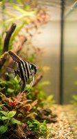 Striped freshwater aquarium fish swimming among green aquatic plants and driftwood in planted tank environment for hobby and pet care.