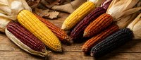 Colorful heirloom corn varieties with husks arranged on rustic wooden surface. Autumn harvest display featuring yellow, red, orange and purple maize ears.