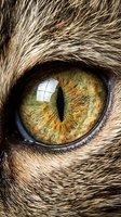 Extreme macro closeup of a cat eye with vivid green iris and vertical slit pupil, surrounded by detailed tabby fur texture.