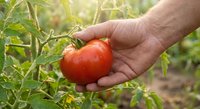 Farmer hand holding fresh ripe red tomato in organic garden with green plants and warm sunlight for healthy harvest and agriculture concept.