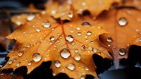 Raindrops glistening on fallen orange maple leaf in autumn, macro photography showing detailed water droplets and leaf texture in morning light.