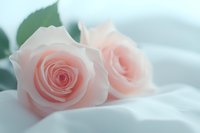 Delicate pink roses with soft petals lay on white silk fabric, creating romantic and dreamy atmosphere with gentle pastel tones and blurred background.