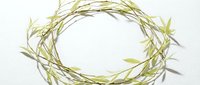 Natural green willow branch wreath with fresh leaves isolated on white background for spring decoration, crafts and seasonal design projects.