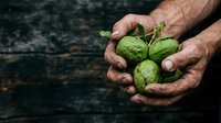 Farmer's hands holding fresh green limes with leaves against dark rustic surface, showcasing organic produce harvest and agricultural work.