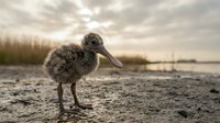 Young oystercatcher chick standing on sandy beach at sunset with dramatic cloudy sky and coastal landscape in soft natural lighting.
