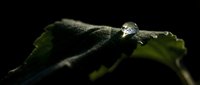 Single water droplet resting on green leaf surface with dramatic lighting creating natural macro photography composition for environmental themes.