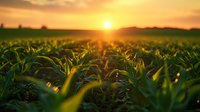 Vibrant green corn field at sunset with golden sunlight streaming through leaves, creating magical bokeh effect and warm atmospheric glow over rural farmland.
