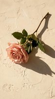 Single pink rose with green leaves casting shadow on textured cream wall surface for romantic greeting cards and wedding invitations.