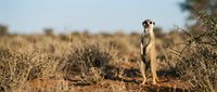 Meerkat standing alert on sandy ground in natural desert habitat with thorny bushes and warm golden light creating wildlife photography composition.