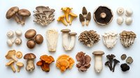 Assorted fresh mushroom varieties arranged on white background including shiitake, oyster, chanterelle and portobello fungi for culinary cooking ingredients.