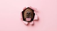 Adorable brown dog with tongue out peeking through torn pink paper hole, playful pet portrait for greeting cards and marketing materials.