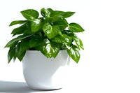 Fresh green pothos plant with glossy heart-shaped leaves growing in modern white ceramic pot against clean white background with natural shadow, isolated for home decor use.
