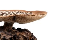 Detailed macro view of brown spotted mushroom cap with gills underneath, isolated on white background for nature and botanical design projects.