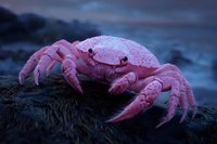 Pink crab on dark rocky shore at dusk, water droplets glistening on shell, dramatic moody lighting creates mysterious coastal atmosphere.
