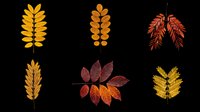 Autumn leaf collection featuring golden yellow, bronze, and deep red foliage isolated on transparent background. Ready for t-shirt designs, clipart, stickers, sublimation, and print-on-demand projects.