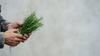 Senior male farmer with weathered hands holding fresh green seedling sprouts, representing agriculture, growth, and sustainable farming practices for planting season.