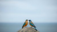 Two colorful kingfisher birds perched on rock by ocean water under cloudy sky, wildlife nature scene for environmental and birdwatching content.