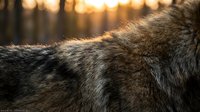 Close-up of gray wolf fur texture with warm golden sunlight filtering through forest creating natural wildlife portrait for nature and animal themes.