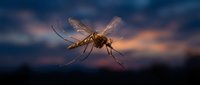 Mosquito in flight against a dramatic twilight sky with golden light illuminating its wings and body, suitable for pest control, disease awareness, and nature editorial content.