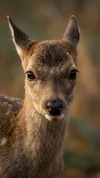 Close-up portrait of young roe deer with alert expression and soft brown fur against blurred natural background for wildlife photography projects.