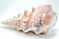 Spiral seashell with pink and white crystalline texture, isolated on white background, suitable for design projects, marine decor, and nature-themed compositions.