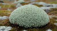 Spherical cushion moss growing on weathered stone surface in natural outdoor environment with soft focus background for botanical and nature themes.