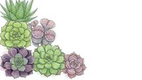 Colorful succulent plants arrangement with green and purple varieties on white background. Botanical illustration for home decor and gardening projects.