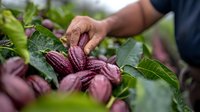 African American farmer hand harvesting fresh ripe cacao pods from tree, showing sustainable agriculture and organic chocolate production process.