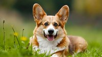 Happy Pembroke Welsh Corgi dog with distinctive fox-like face and erect ears lying in green grass during summer, showing friendly expression and tongue out.