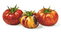 Fresh heirloom tomatoes in red and yellow-striped varieties arranged in row on white background, watercolor style illustration showing natural organic produce.