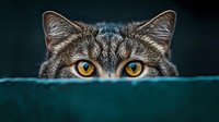 Curious tabby cat with bright yellow eyes peeking over edge, playful feline hiding behind surface with intense gaze and alert ears in moody lighting.