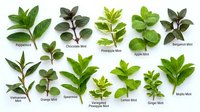 Fresh mint herb varieties collection displaying peppermint, chocolate mint, pineapple mint, apple mint, bergamot mint, spearmint, orange mint, oregano, variegated mint, lemon mint and ginger mint leaves isolated on white background for culinary and botanical design use.