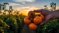 Fresh ripe tomatoes in farmer's hand at sunset in organic vegetable garden. Agricultural harvest concept for healthy eating and sustainable farming.
