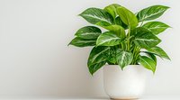 Lush green pothos plant with variegated leaves in modern white ceramic pot against neutral wall background, minimalist home decor composition with copy space.