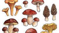 Edible and poisonous mushroom varieties illustrated in botanical style, isolated on white background, suitable for educational materials, field guides, cooking resources, and design projects.