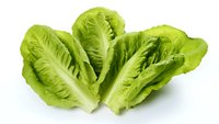 Fresh green romaine lettuce hearts on white background, crisp leaves with detailed texture and natural veins showing nutritious raw vegetable produce.