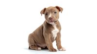 Adorable brown and white pit bull puppy sitting on white background, isolated studio shot for pet photography and animal portraits.