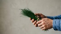 Male hand holding fresh green onion bunch with roots attached against neutral background. Suitable for cooking, gardening, organic produce, and food preparation content.