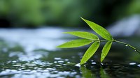 Fresh bamboo leaves with water drops touching calm water surface creating gentle ripples, natural zen atmosphere for wellness and spa designs.
