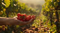Fresh ripe cherry tomatoes held in farmer's hand against sunlit vineyard background, organic harvest moment captured in warm evening light.
