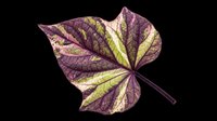 Decorative autumn leaf with deep purple and golden yellow striped pattern, isolated on transparent background. Ready for t-shirt designs, clipart, stickers, sublimation, and print-on-demand projects.